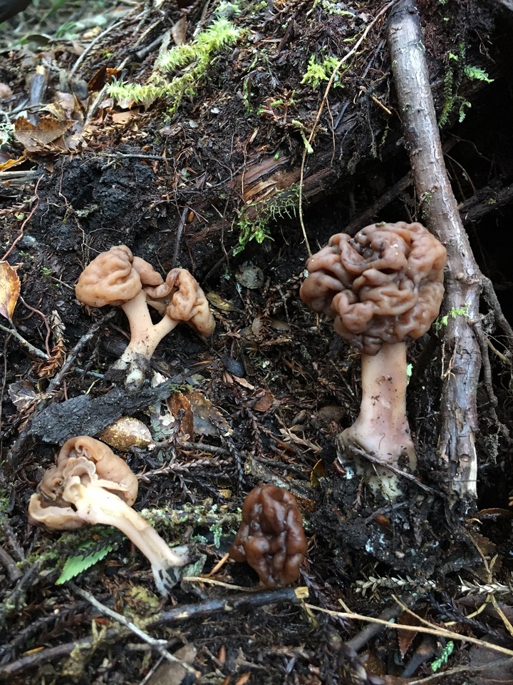 Gyromitra antarctica image