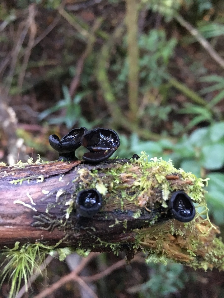 Galiella coffeata image