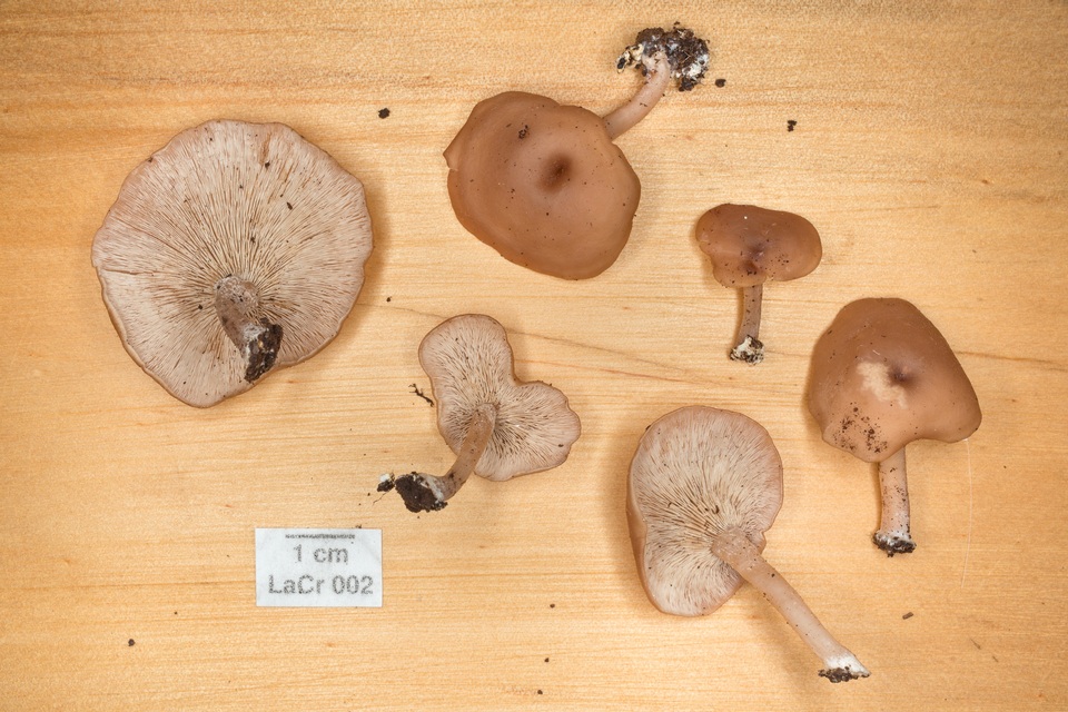Pleurocollybia praemultifolia image