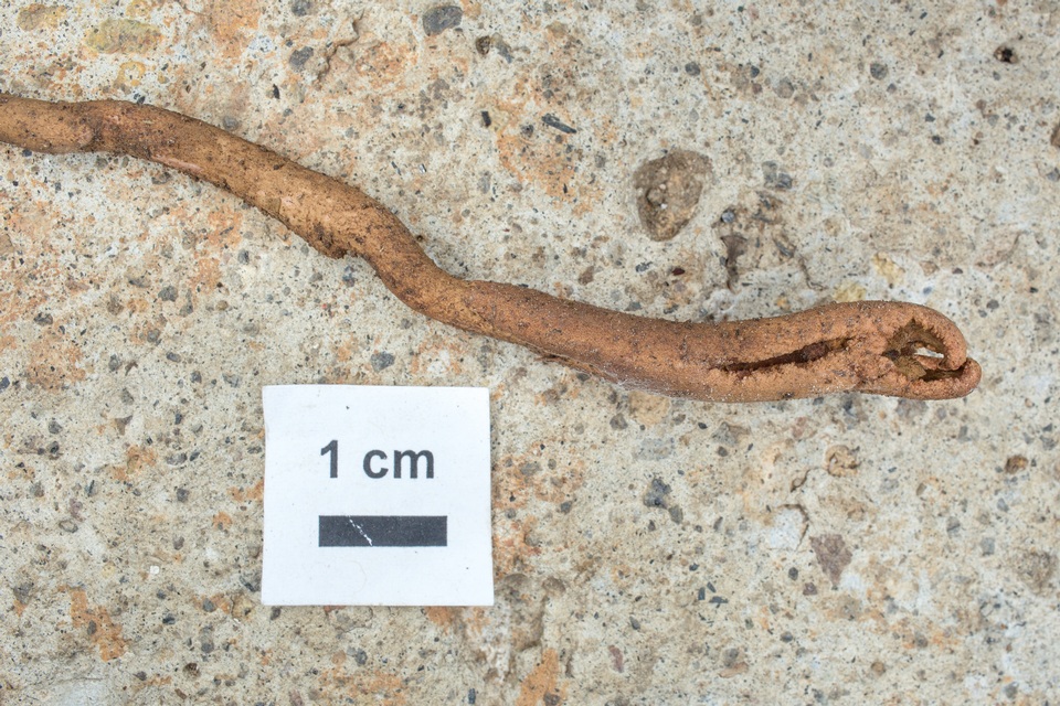 Ophiocordyceps sobolifera image