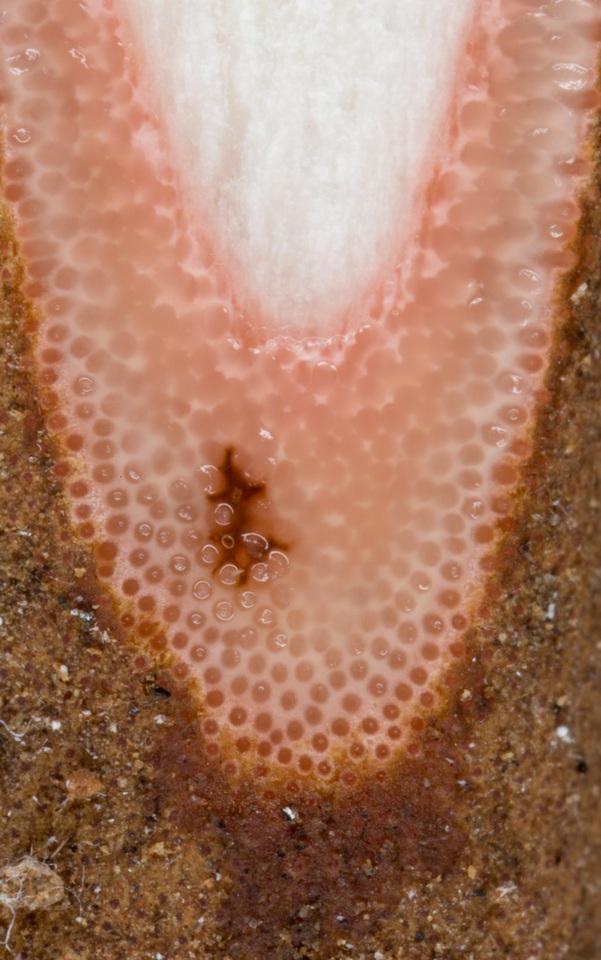 Ophiocordyceps sobolifera image