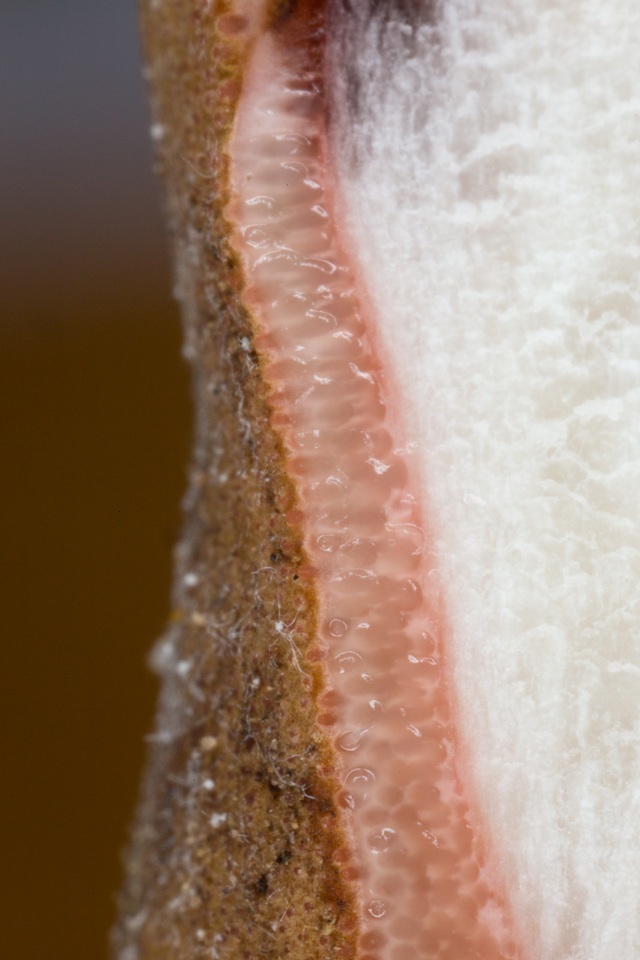Ophiocordyceps sobolifera image