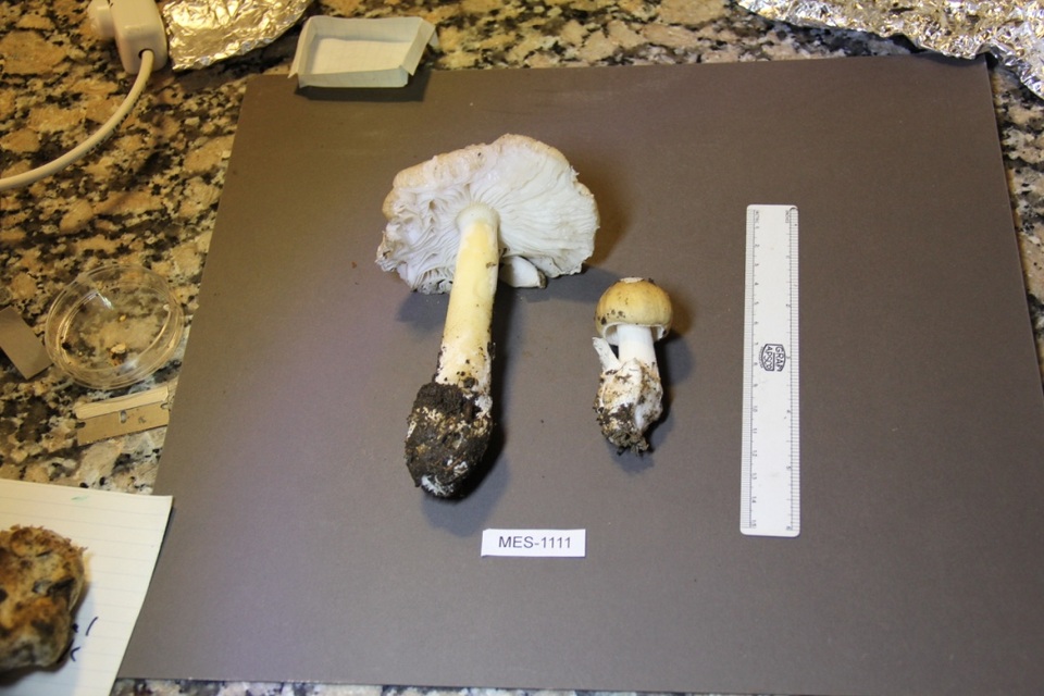 Amanita diemii image