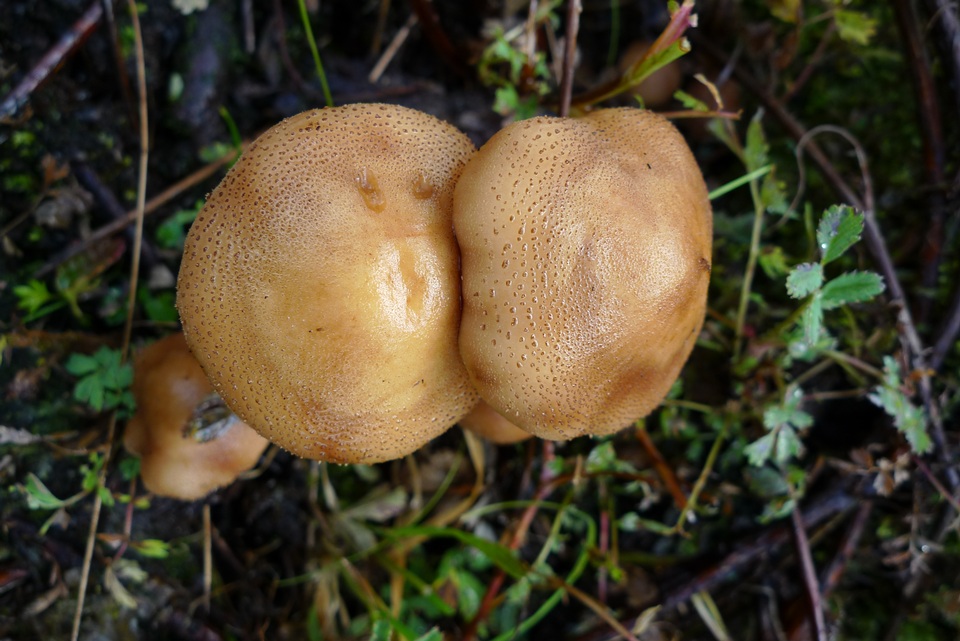 Armillaria montagnei image