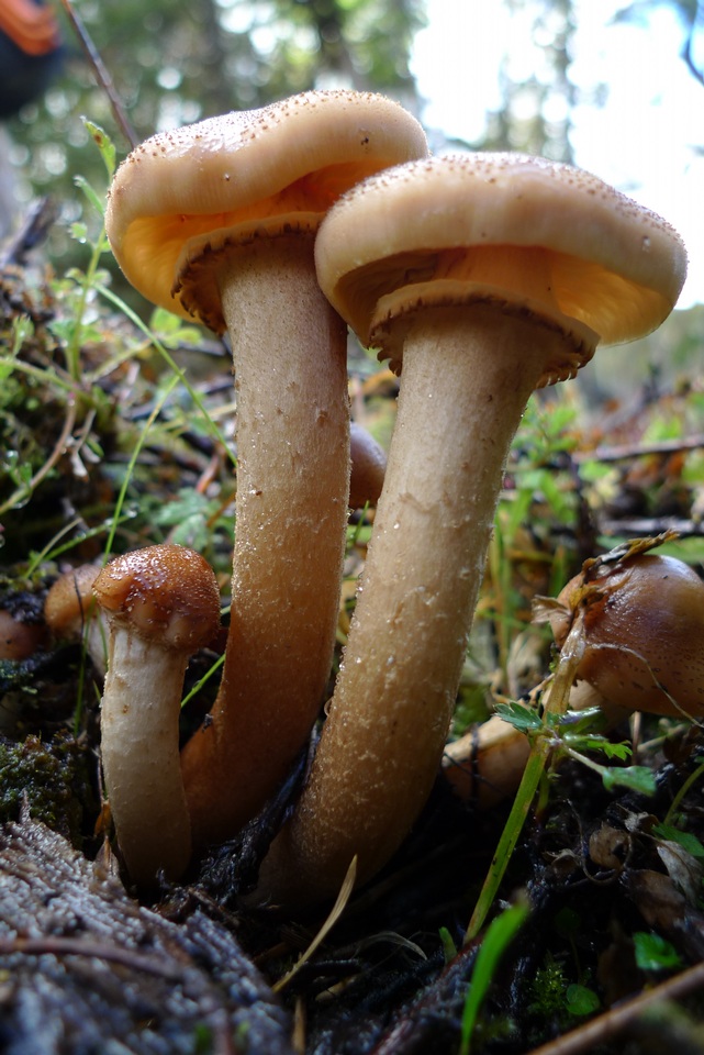 Armillaria montagnei image