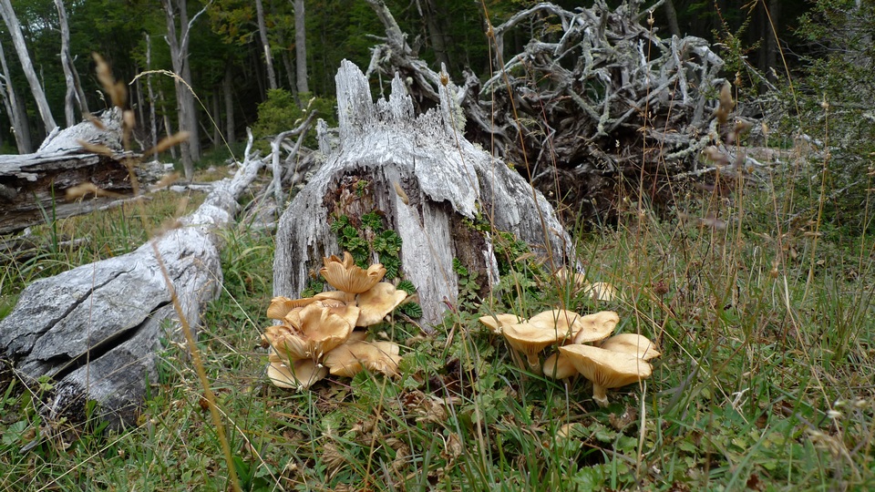 Armillaria montagnei image