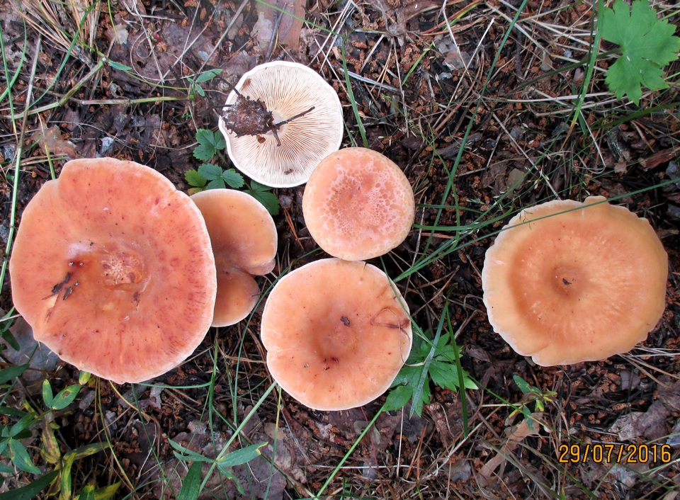 Clitocybe flaccida image