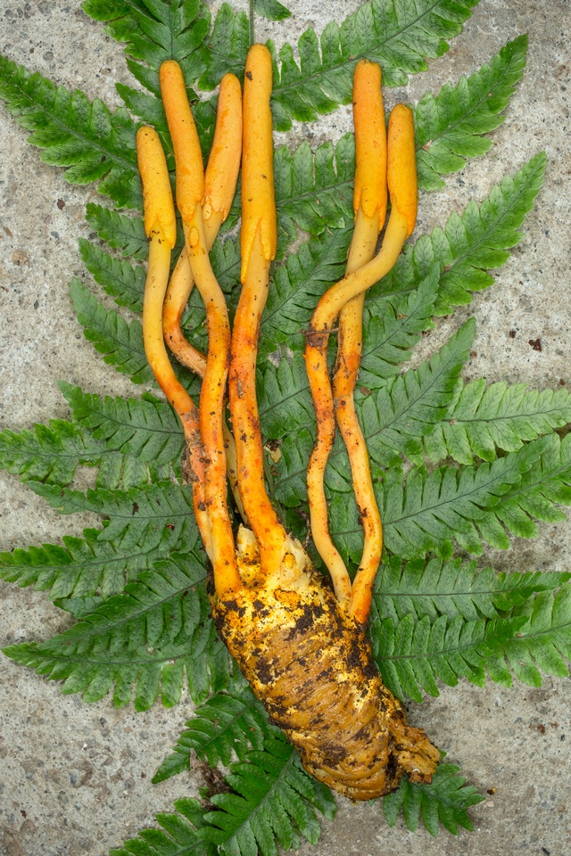 Cordyceps melolonthae image