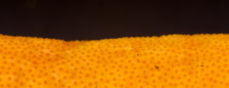 Cordyceps melolonthae image