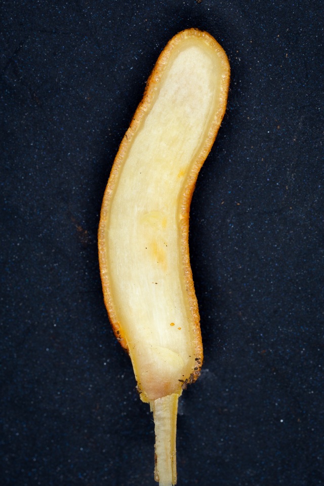 Cordyceps melolonthae image