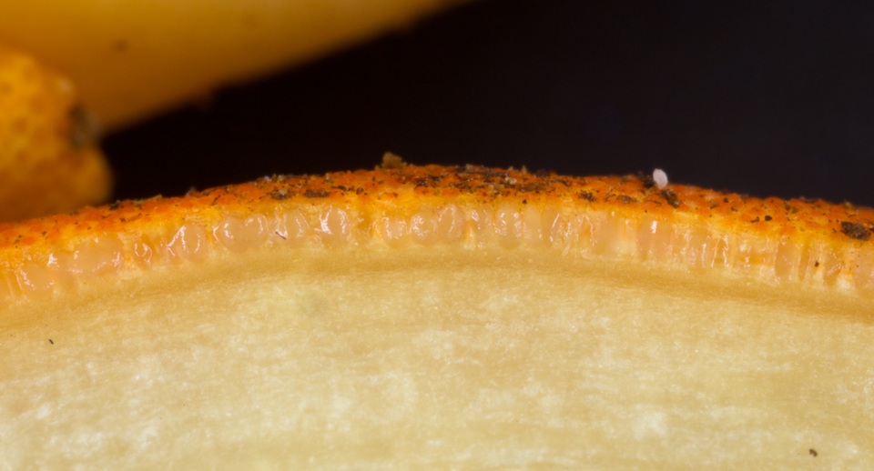 Cordyceps melolonthae image