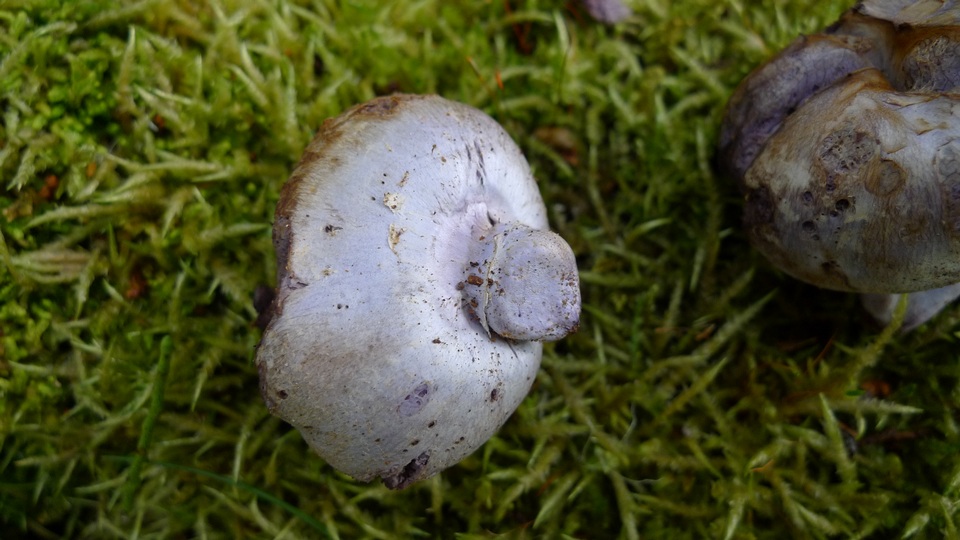 Cortinarius holojanthinus image