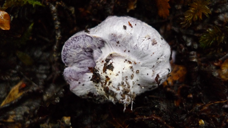 Cortinarius holojanthinus image