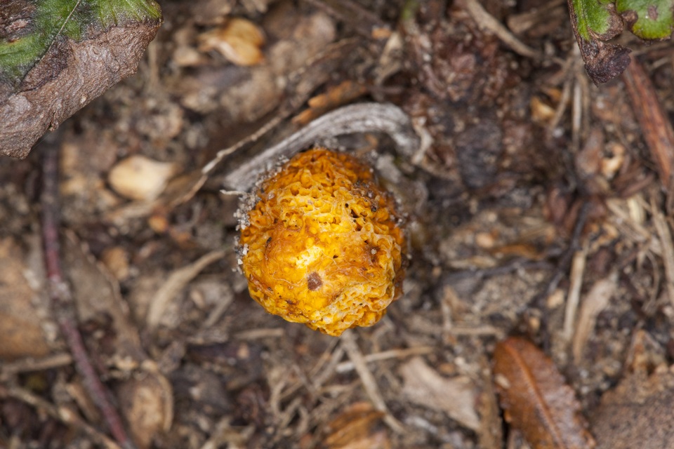 Gymnopaxillus image