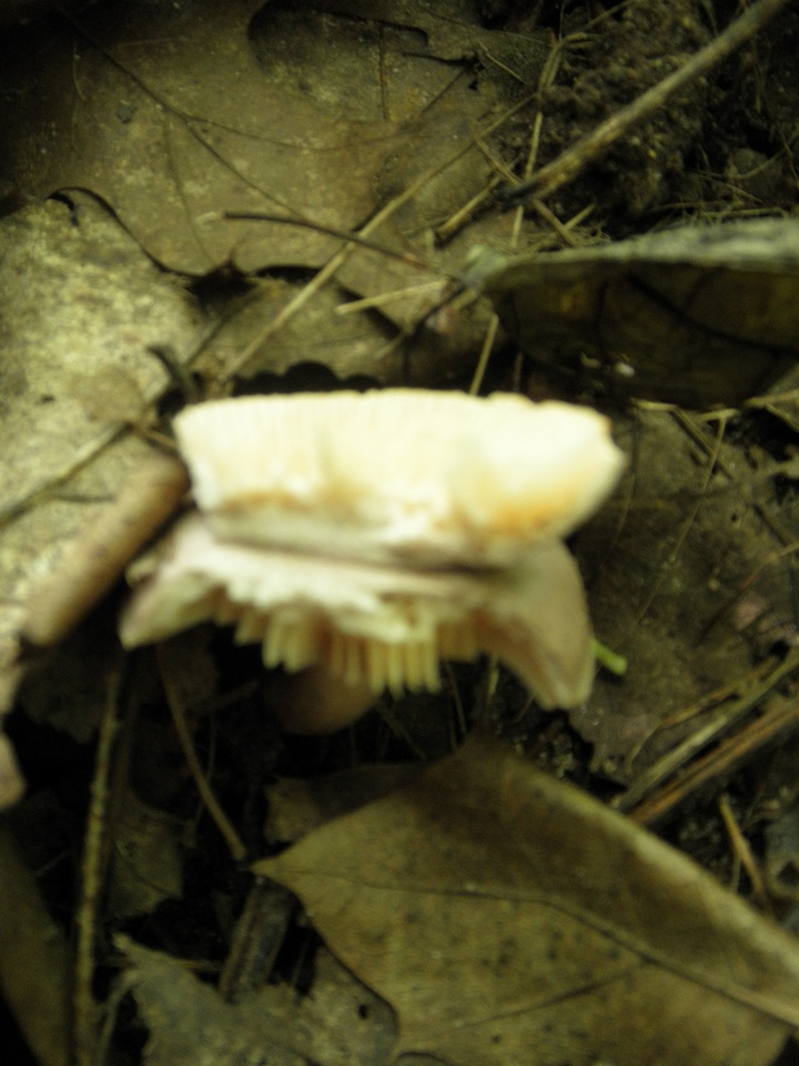 Lactarius caespitosus image