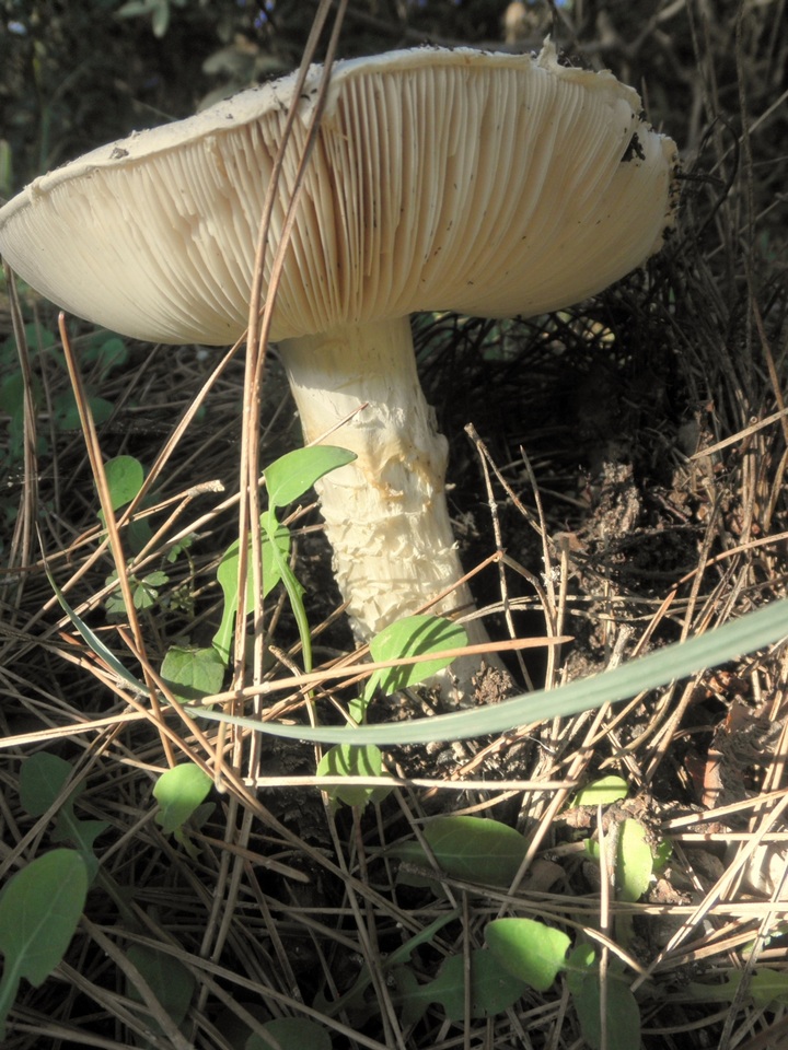 Amanita ovoidea image