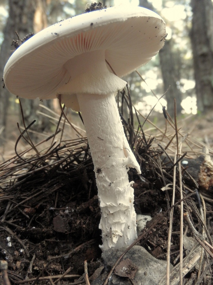 Amanita proxima image