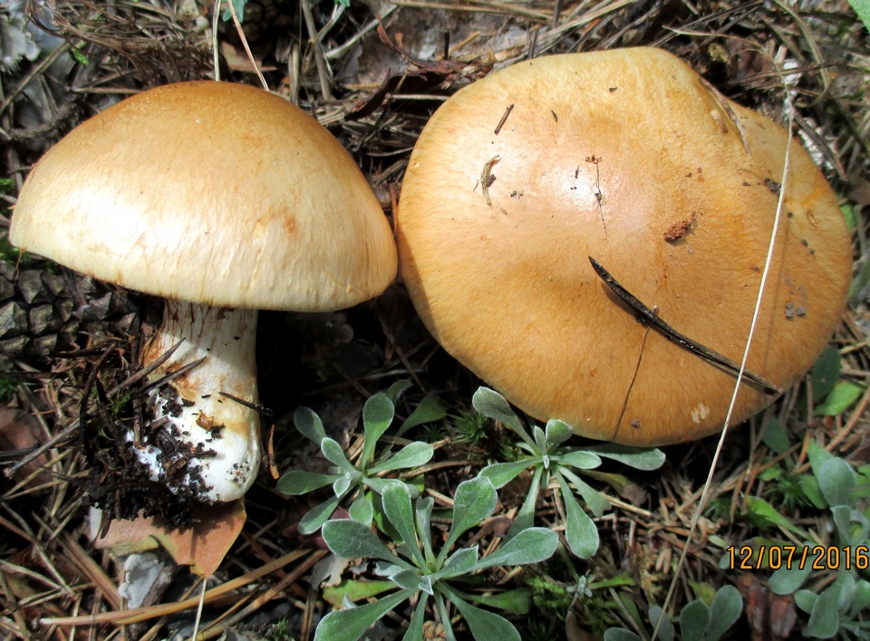 Cortinarius esculentus image