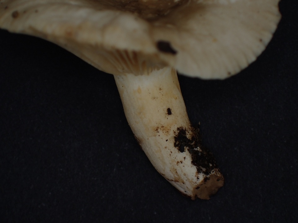 Lactarius ruginosus image