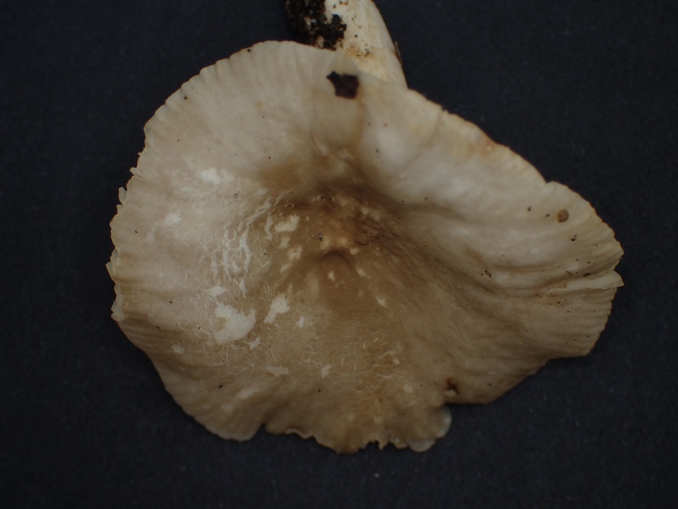 Lactarius ruginosus image