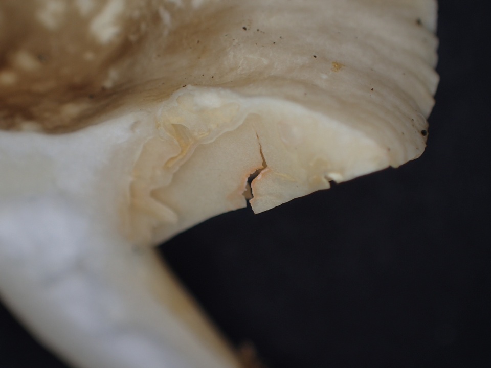 Lactarius ruginosus image
