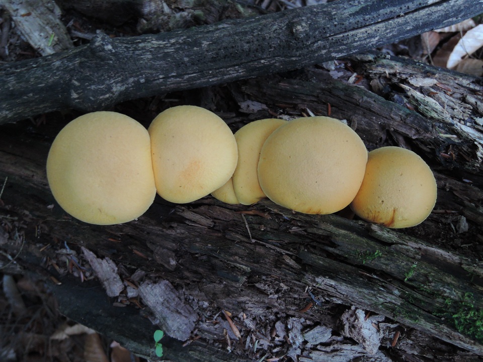 Gymnopilus luteus image
