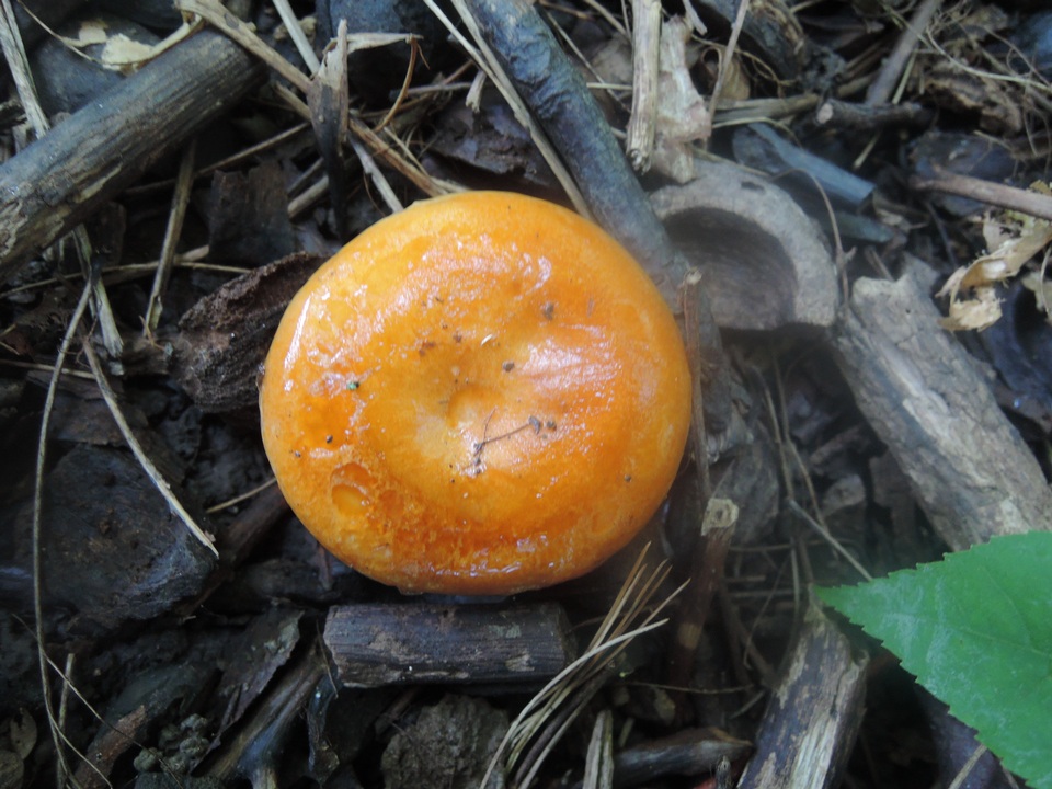 Lactarius agglutinatus image