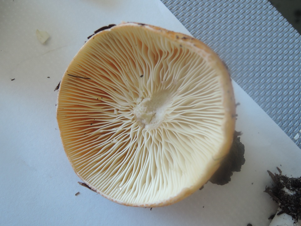 Lactarius agglutinatus image