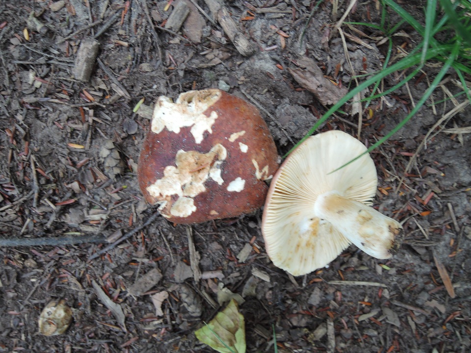 Russula maculata image