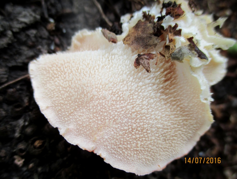 Hericium cirrhatum image