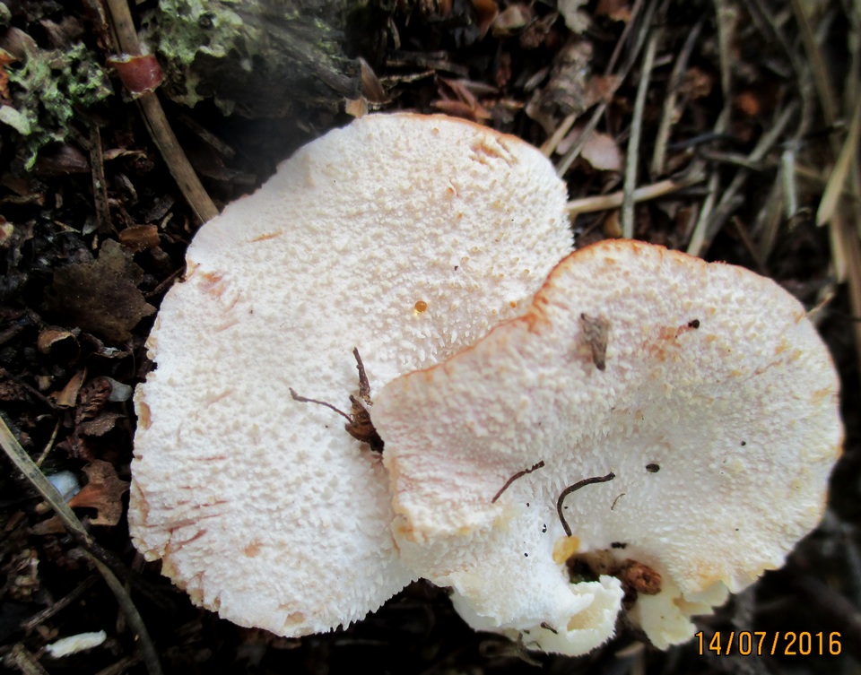 Hericium cirrhatum image