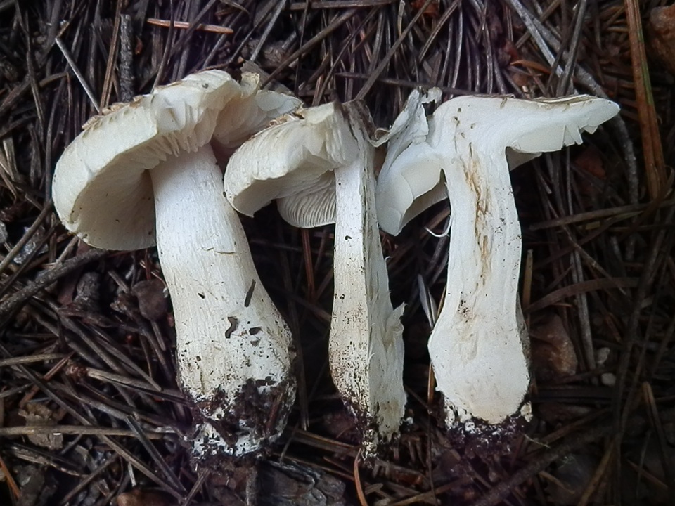 Tricholoma smithii image