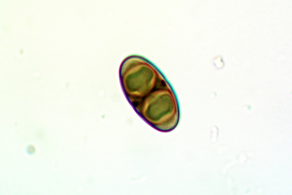 Rinodina parasitica image