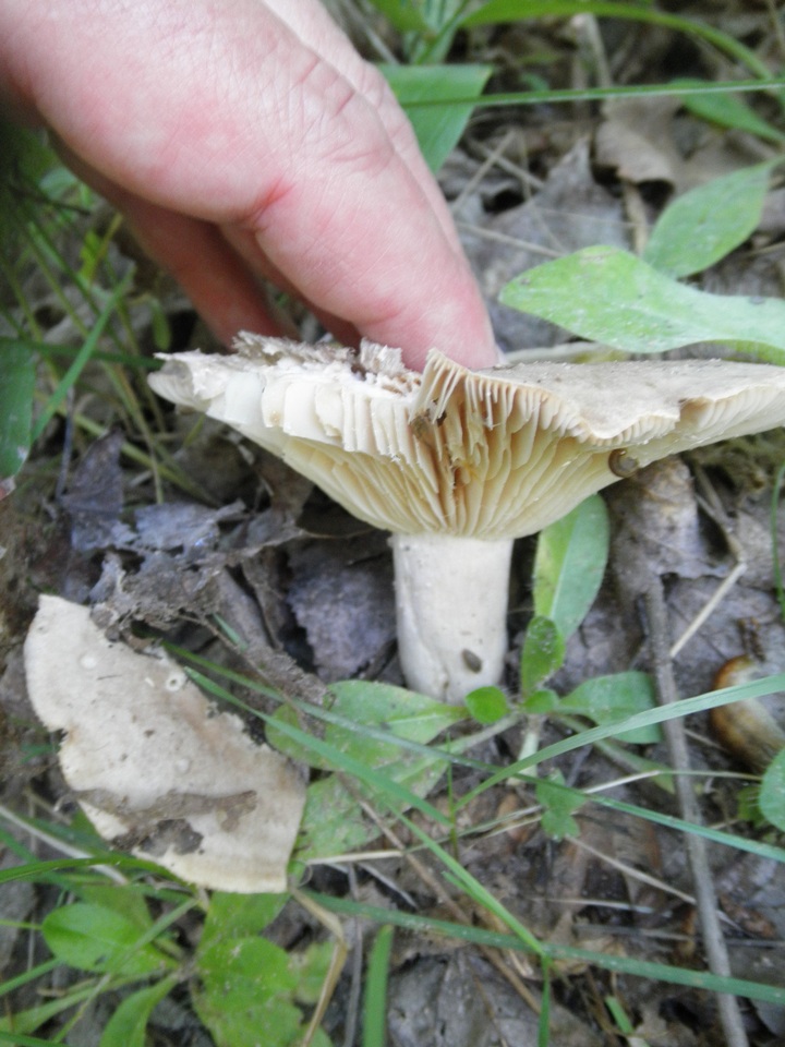 Lactarius caespitosus image