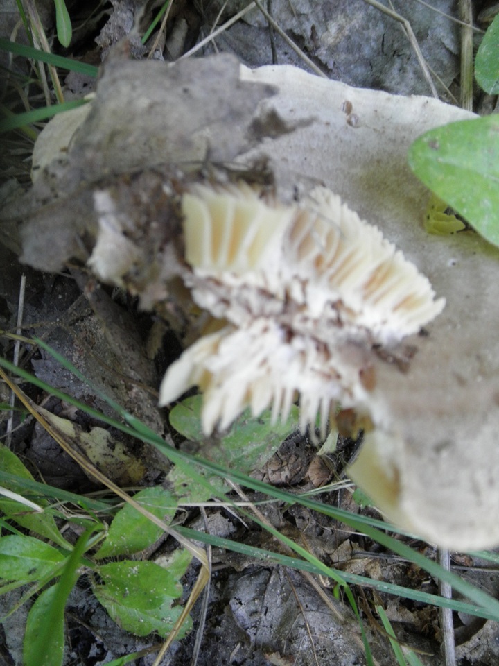 Lactarius caespitosus image