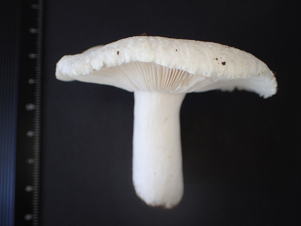 Russula alboareolata image