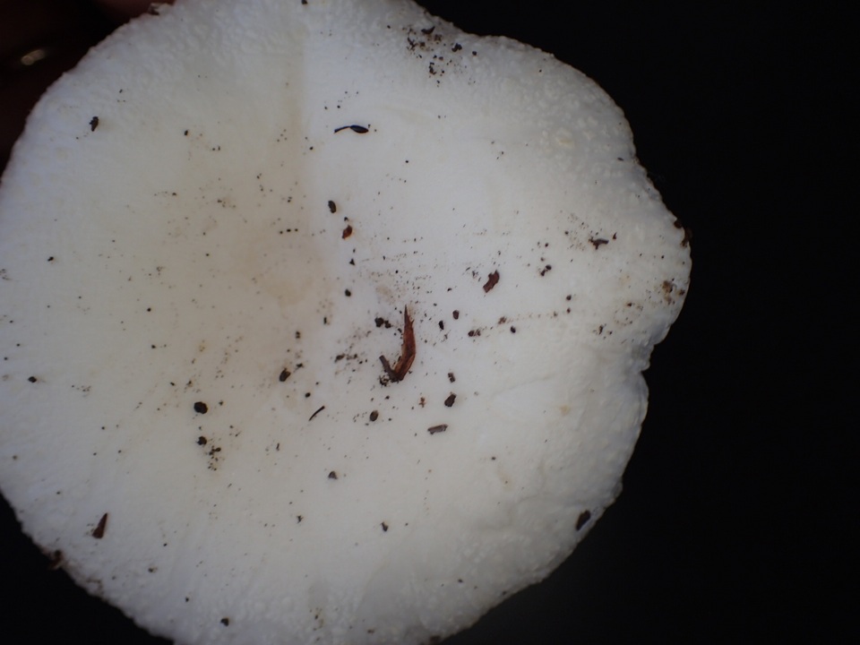 Russula alboareolata image