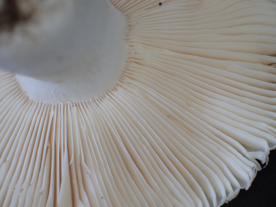 Russula alboareolata image