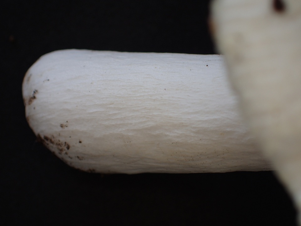 Russula alboareolata image
