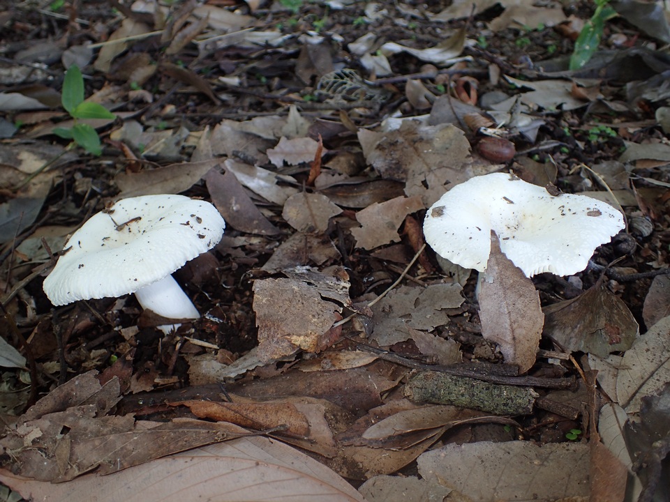 Russula alboareolata image