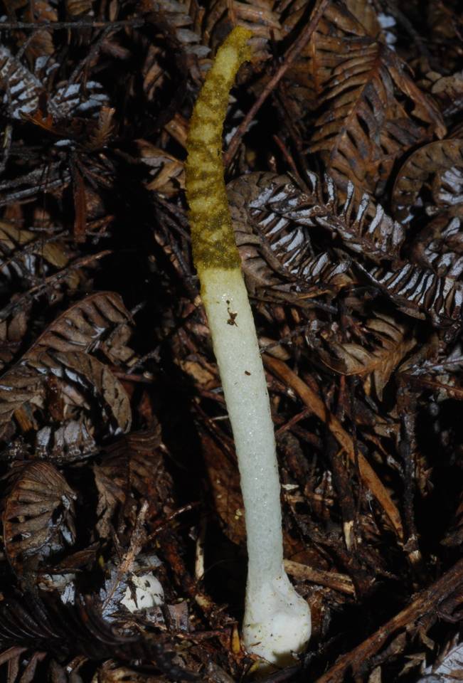 Mutinus borneensis image