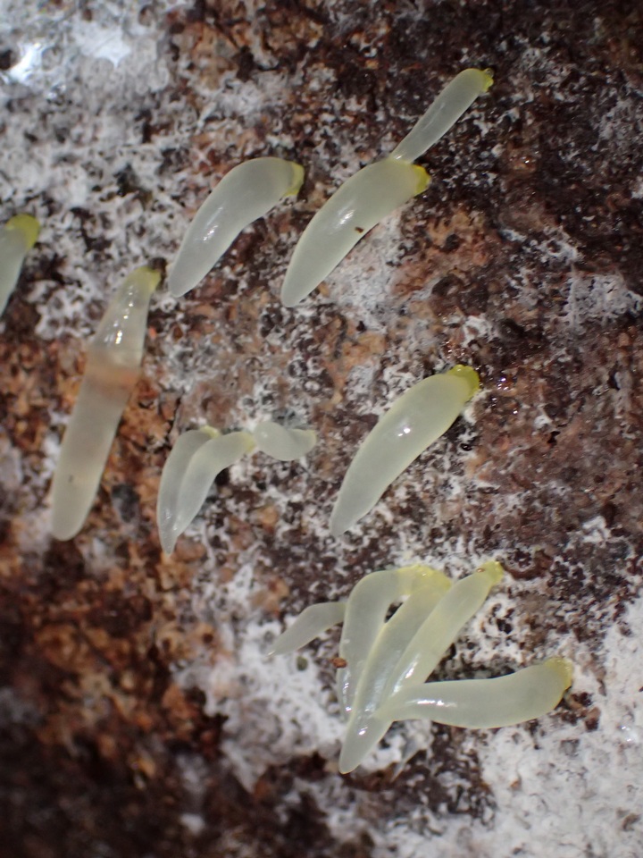 Gloeomucro chlorinus image