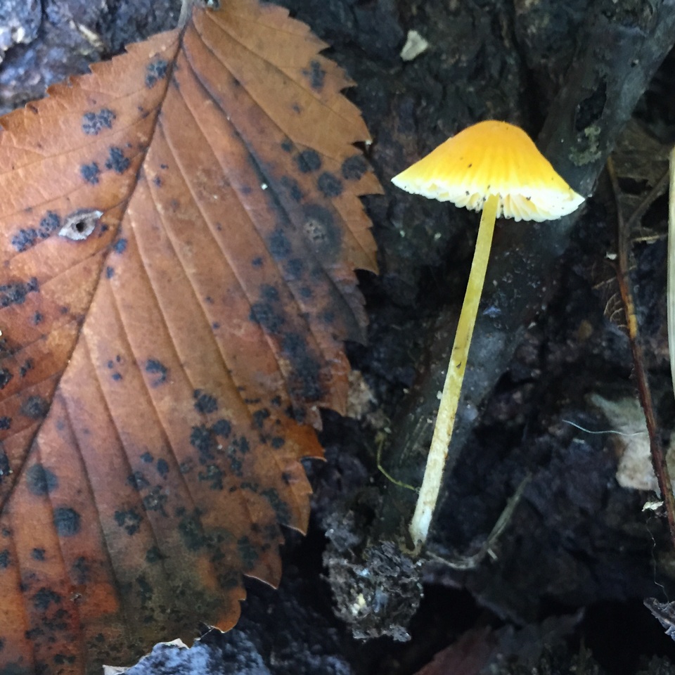Mycena crocea image