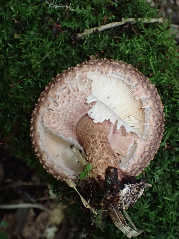 Lentinula aciculospora image