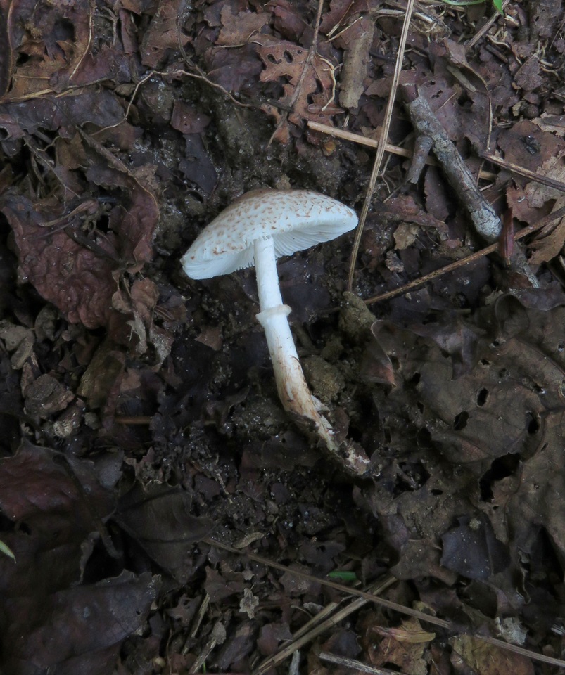Leucoagaricus brunnescens image