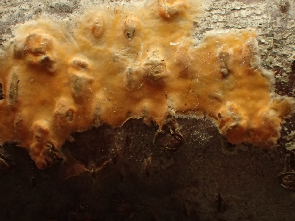Peniophora aurantiaca image