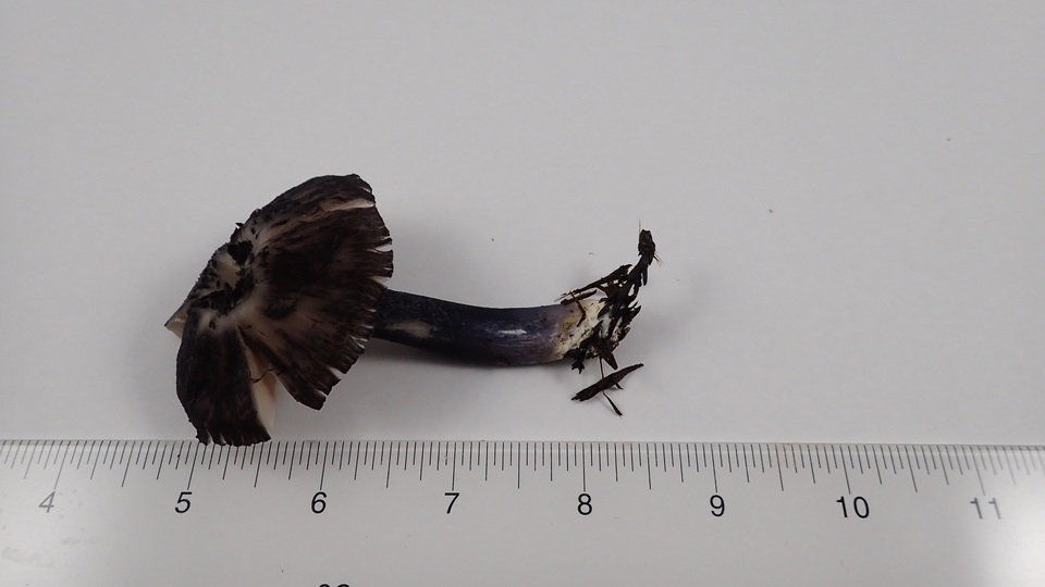 Entoloma pigmentosipes image