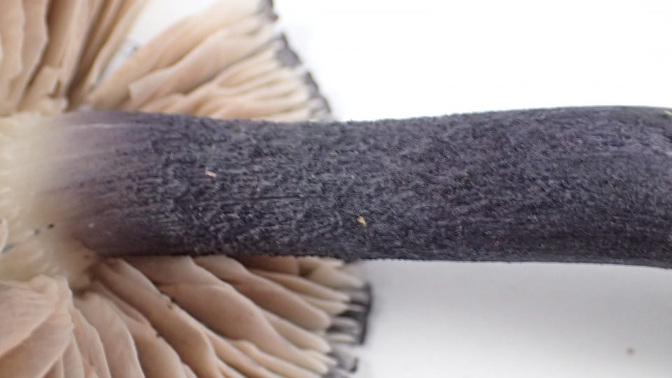Entoloma pigmentosipes image