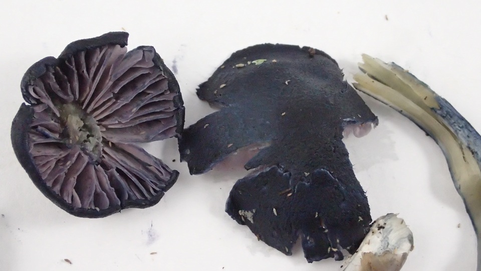 Leptonia parva image