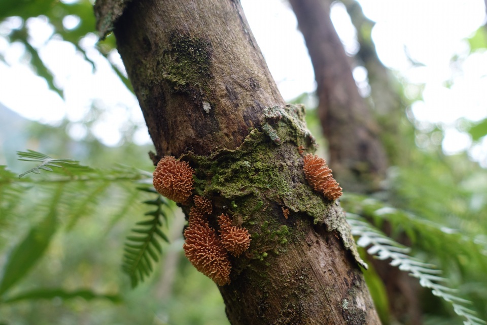 Echinoporia aculeifera image